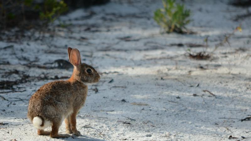 Seabranch Preserve Bunny